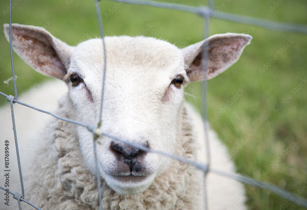A sheep behind a a fence