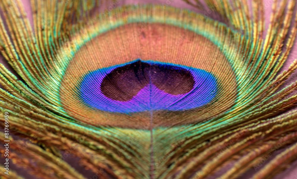 Obraz premium Peacock Feather