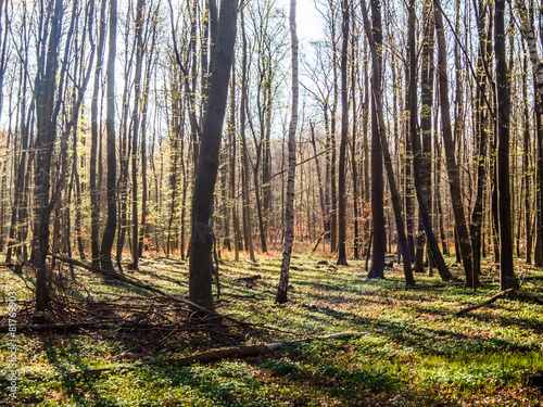 Buchenwald © Angelika Bentin