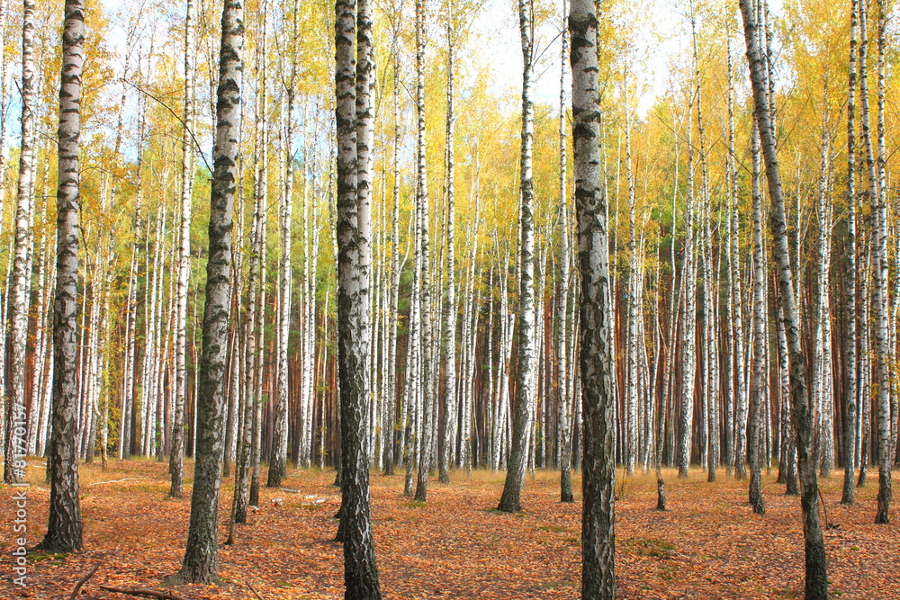Autumn trees with yellowing leaves Autumn trees with yellowing leaves