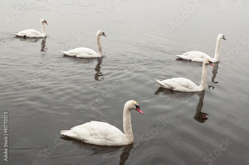 five swans