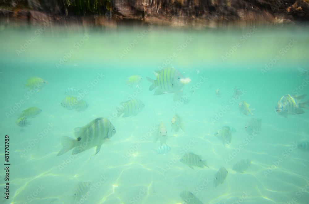 Fototapeta premium Under the sea