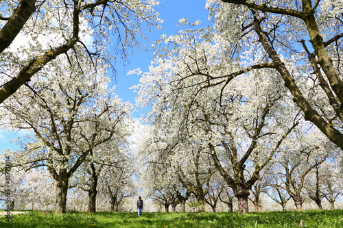 Kirschblüte (Cherry blossom) in Wiesbaden-Frauenstein