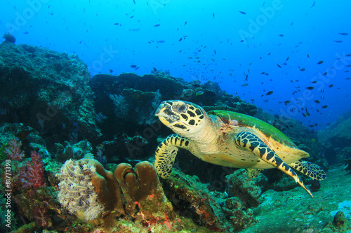 Hawksbill Sea Turtle © Richard Carey