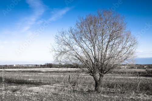 Isolated tree in a Tuscany countryside with copy space