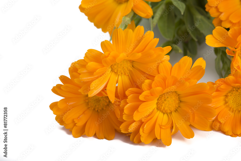 Calendula flower on white background Calendula flower on white background