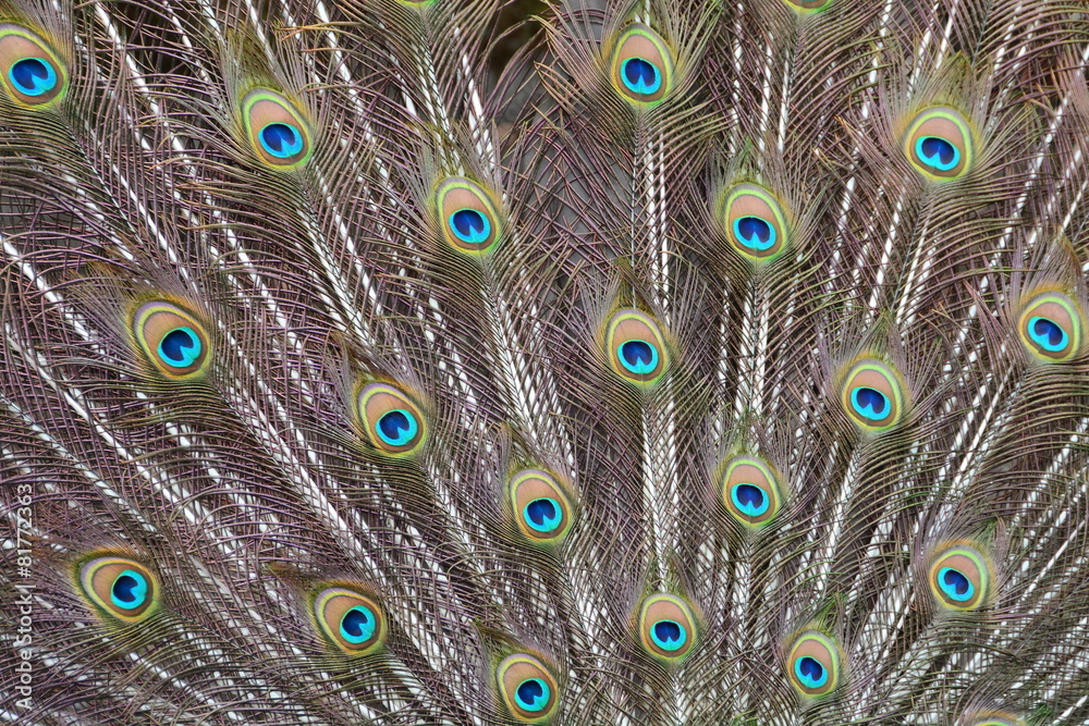 Obraz premium Peacock tail feather abstract view.