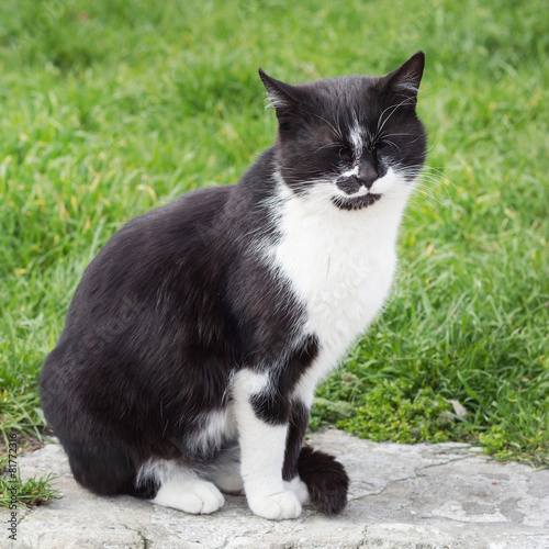 Black and white cat on a background of green grass