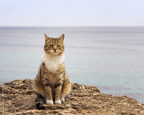 Sad homeless cat sitting on the beach. The image is tinted and s