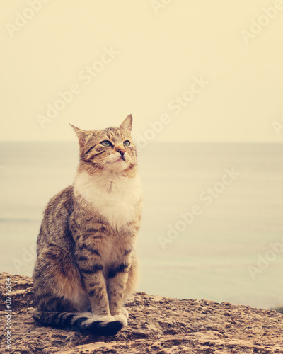 Sad homeless cat sitting on the beach. The image is tinted and s