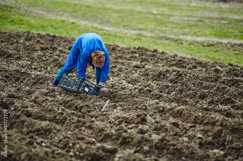 Woman sowing potatoes