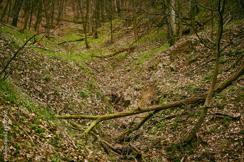 Fallen trees in a forest on springtime