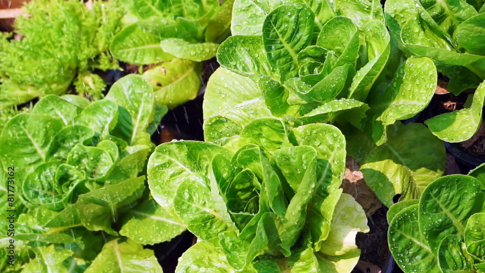 Fresh green organic salad vegetable farm watering Fresh green organic salad vegetable farm watering