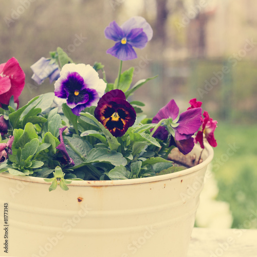 Tricolor violet in the old bucket. The rustic style. Photo tinte