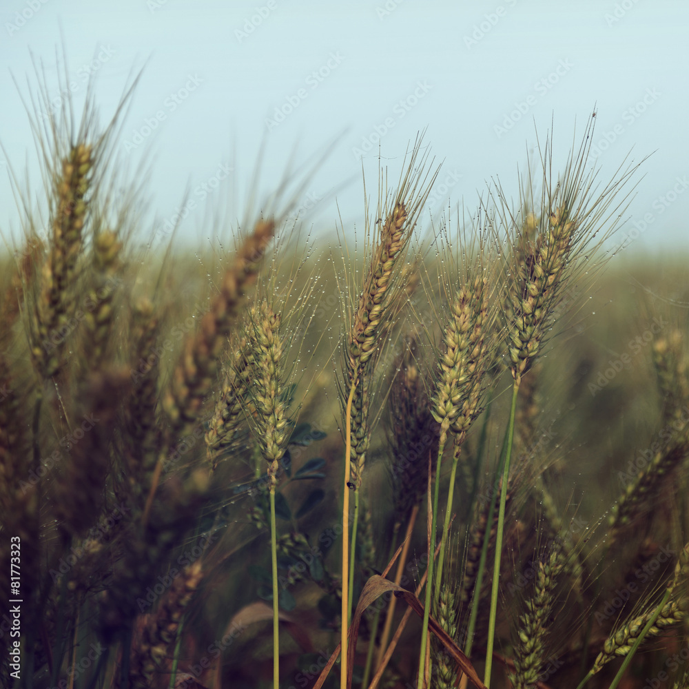 Small water drops over wheat under blue sky - vintage