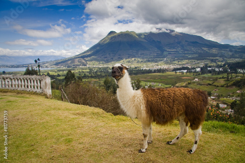 Portrait of cute llama in San Pablo lake, Imbabura, Ecuador © Fotos 593