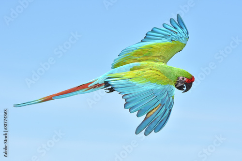 Military Macaw (Ara militaris) photo