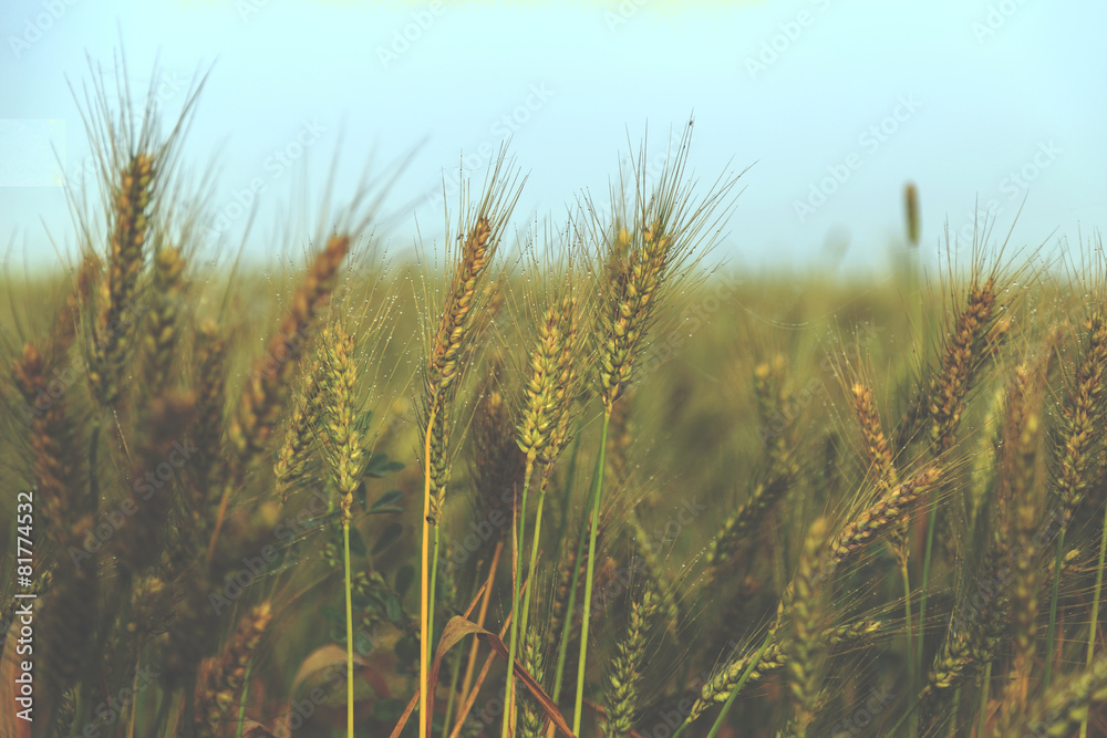Fototapeta premium Wheat field under blue sky - vintage