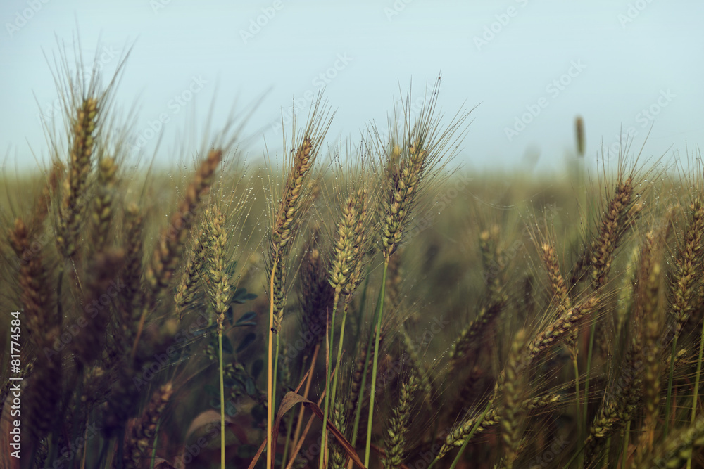 Fototapeta premium Wheat field and blue sky - vintage