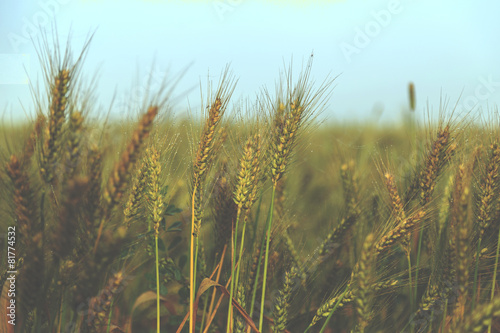 Wheat field under blue sky - vintage