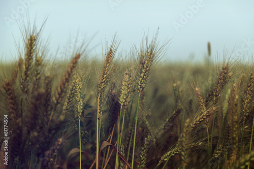 Wheat field and blue sky - vintage