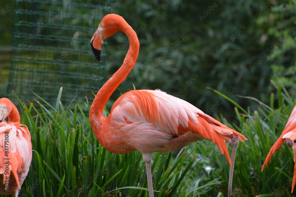 Fototapeta premium flamant rose