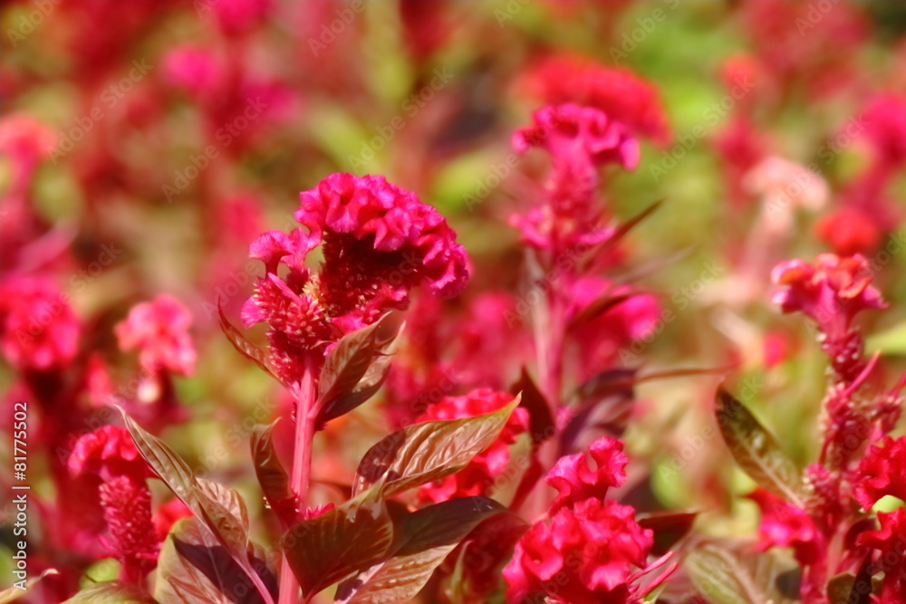 beautiful flower in garden beautiful flower in garden