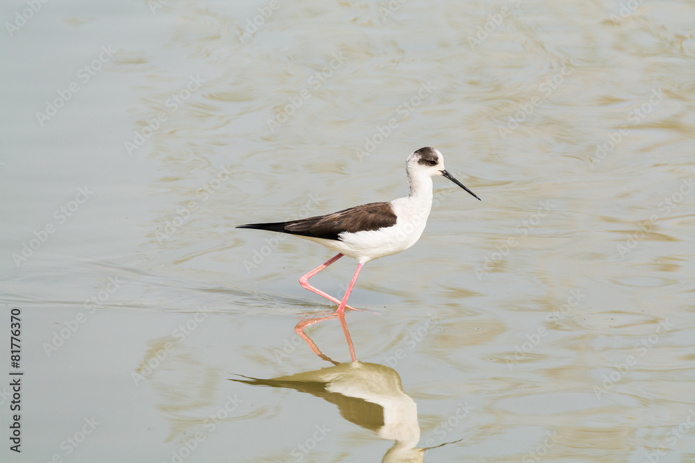Himantopus himantopus Himantopus himantopus