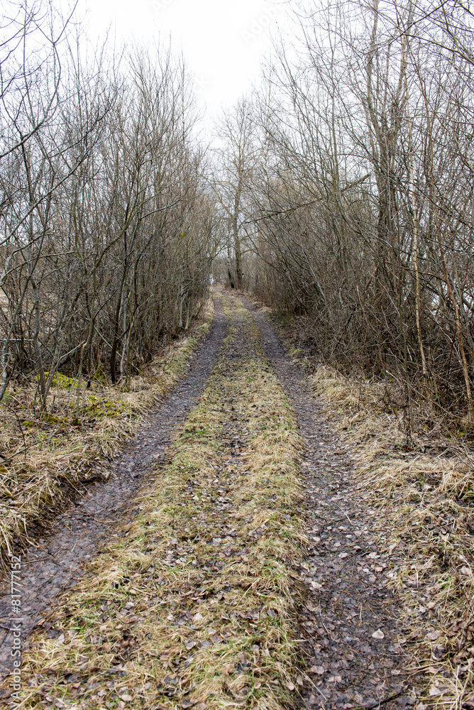 Obraz premium empty country road in spring