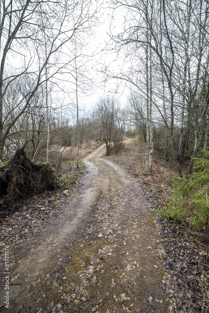 Obraz premium empty country road in spring