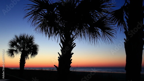 Beach palm trees