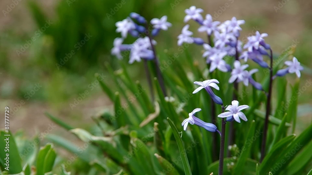 Spring purple flowers in the garden in the spring Spring purple flowers in the garden in the spring
