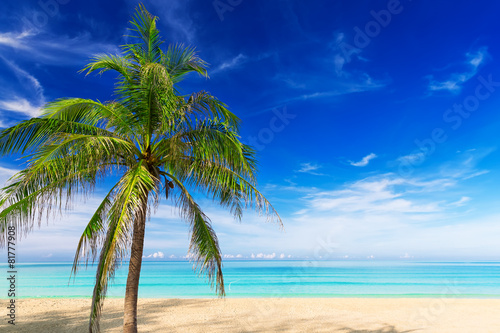 Tropical white sand with palm tree on the beach Phuket