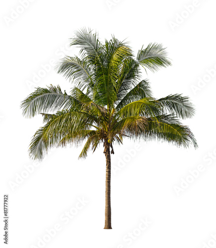 Coconut palm trees isolated on a white background