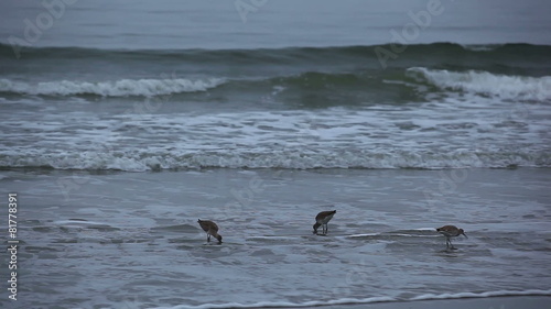 Shorebirds