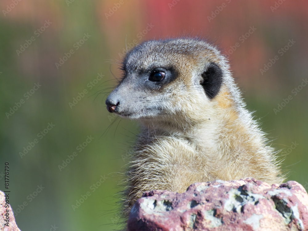 Fototapeta premium Meerkat (Suricata suricatta)