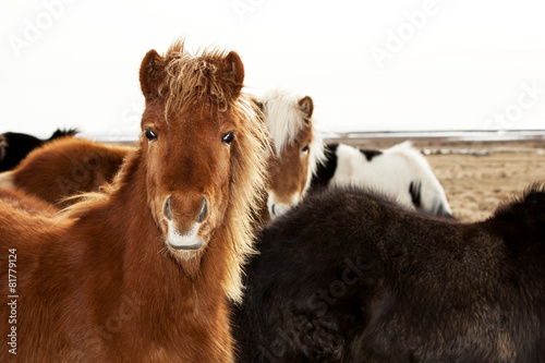 Portrait of an Icelandic pony with a brown mane