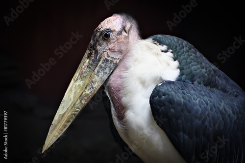 A very old marabou stork sitting alone.