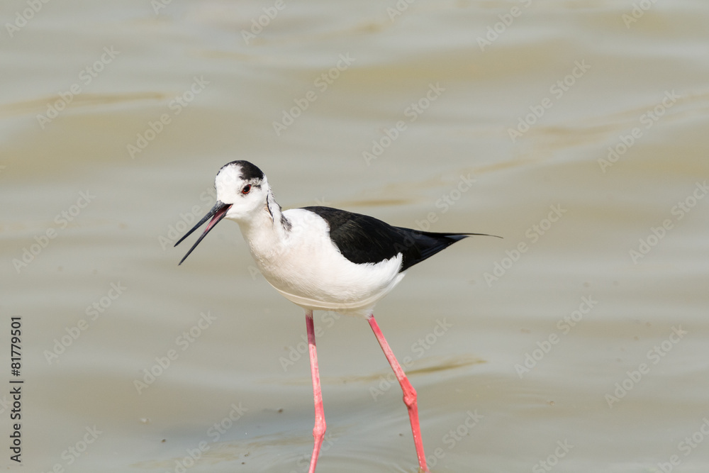 Obraz premium Himantopus himantopus