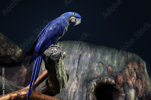 Sticker Hyacinth Macaw parrot portrait in blue background