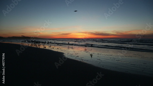 Flock of shorebirds fly out to sea and return