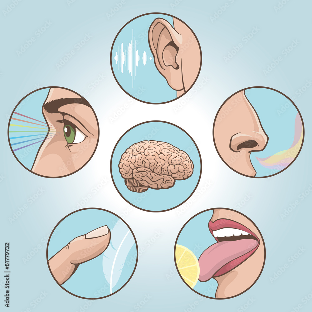 Obraz premium Five senses set