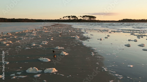 Birds among the sea foam covered beach photo