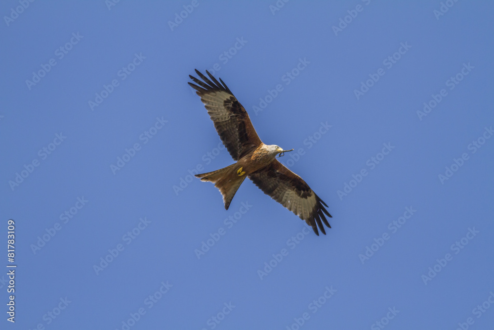 Rotmilan (Milvus milvus) fliegt
