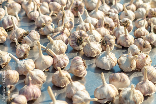 Wallpaper Mural Garlic. Torontodigital.ca