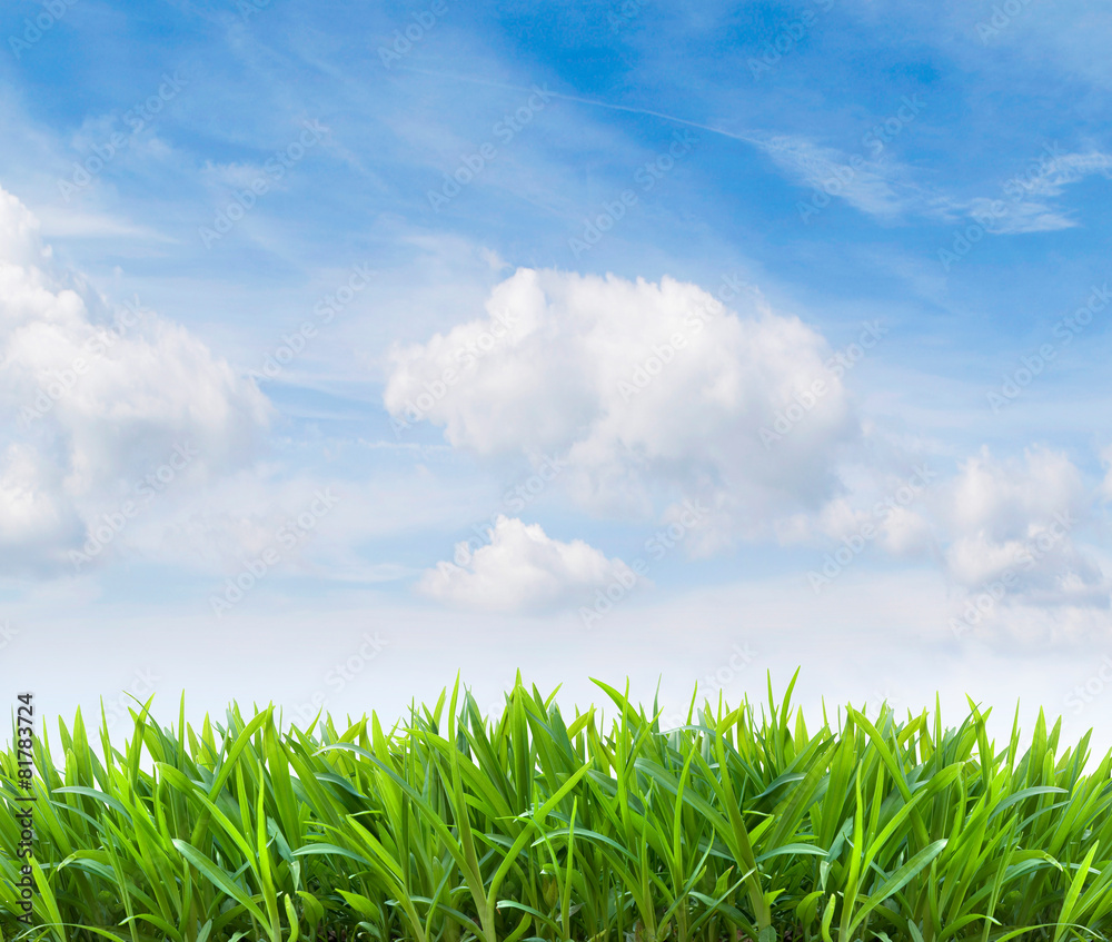 Fototapeta premium Grüne Wiese und blauer Himmel