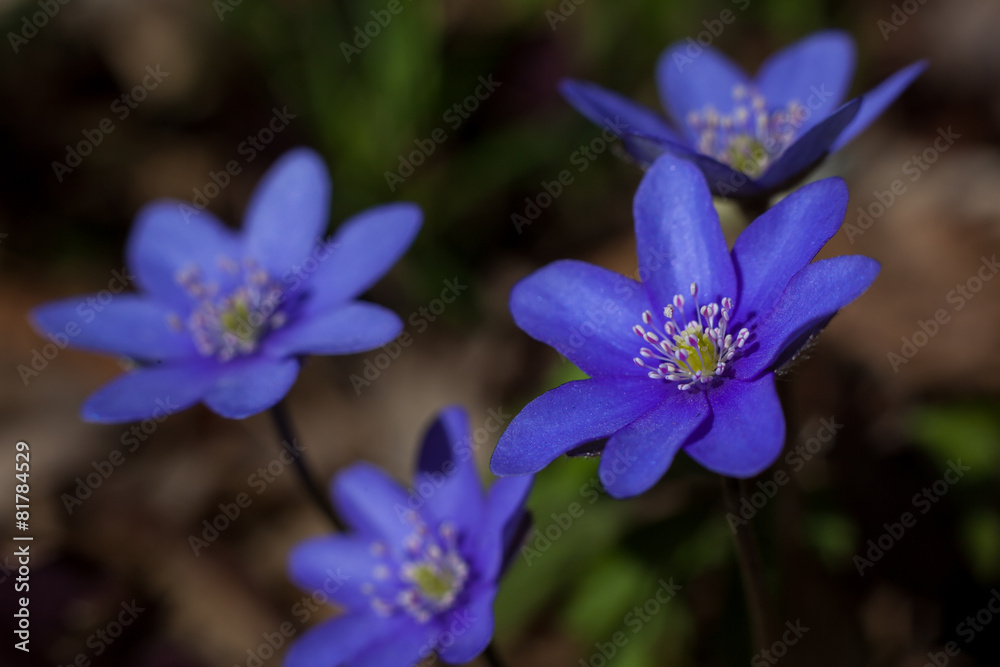 blaue Anemone blaue Anemone