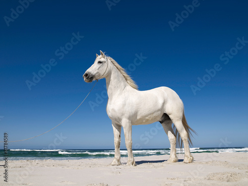 Schimmel am Strand