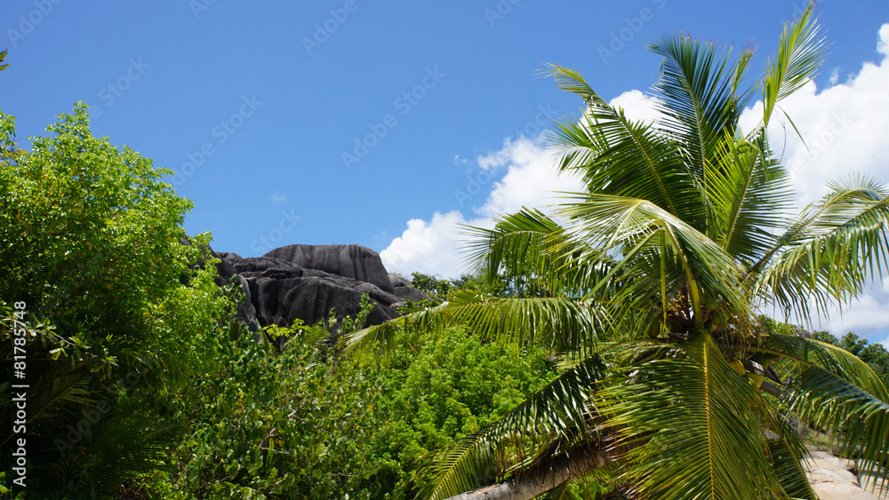 tropical landscape