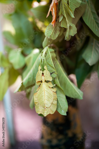 Φωτογραφία Phyllium Giganteum
